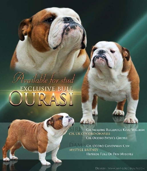 CH. Ourasi Exclusive Bull