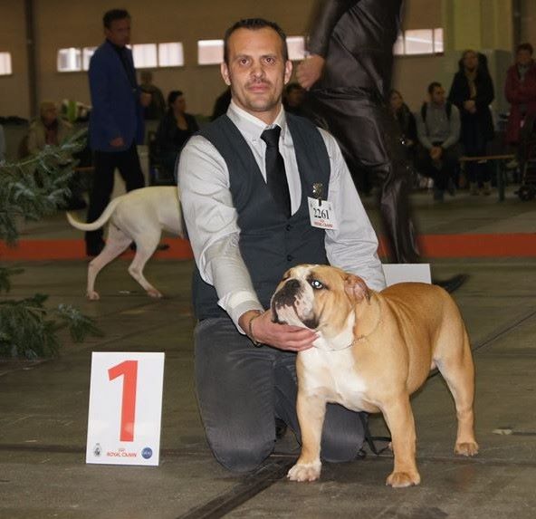 des bulls des hautes falaises - Bruxelles dog show