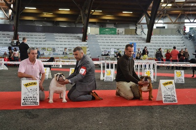 des bulls des hautes falaises - Résultats CACIB de Poitiers