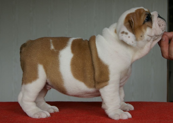 des bulls des hautes falaises - Chiot disponible