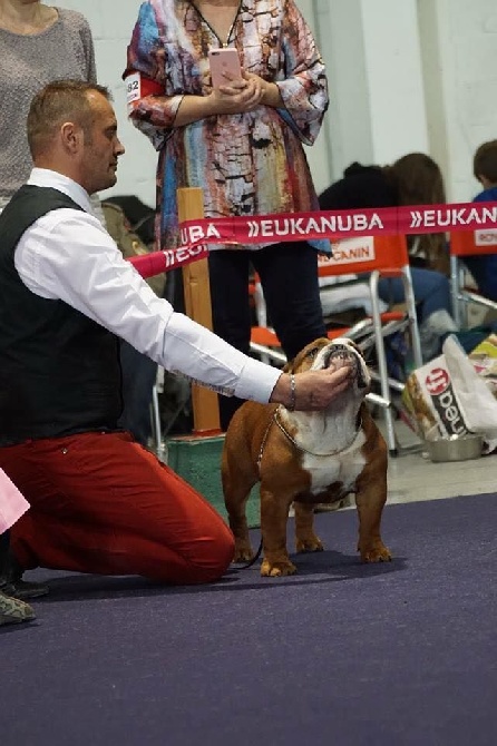 des bulls des hautes falaises - Championnat de France 2016