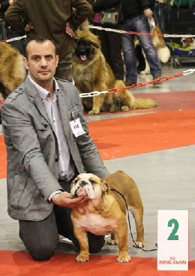 des bulls des hautes falaises - CACIB Troyes