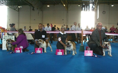 des bulls des hautes falaises - Résultats du championnat de France 2012