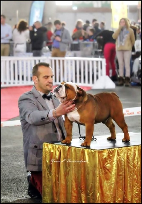 des bulls des hautes falaises - Poitiers 2016