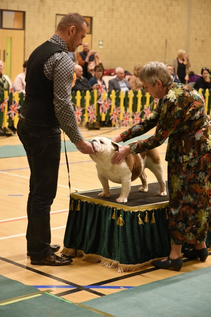 des bulls des hautes falaises - BOY UK 2019