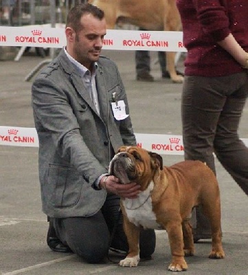 des bulls des hautes falaises - CACIB Bordeaux 