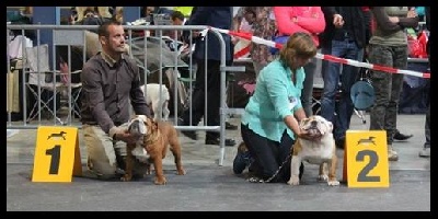 des bulls des hautes falaises - De retour du Luxembourg