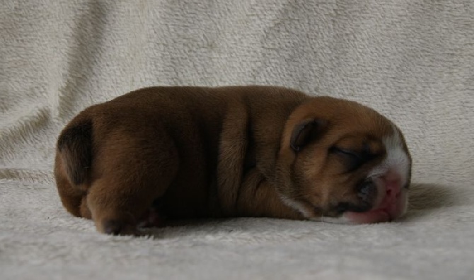 des bulls des hautes falaises - Les bébés de Hypnotica et de Handsome sont nés 