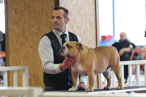 des bulls des hautes falaises - Expositions NANTES  CACS  CACIB