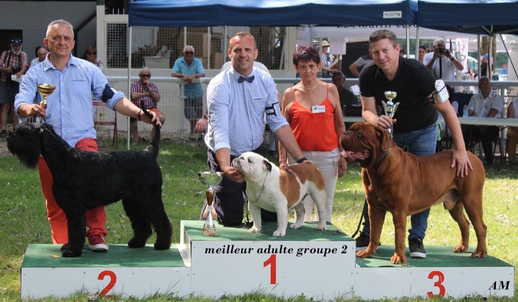 des bulls des hautes falaises - Cacs Jarnac