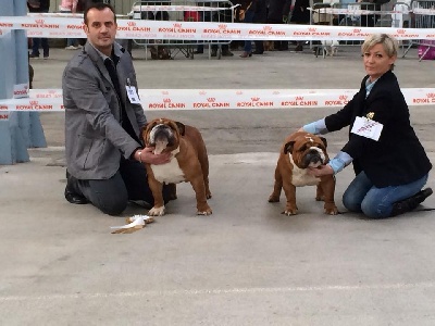 des bulls des hautes falaises - CACS Niort