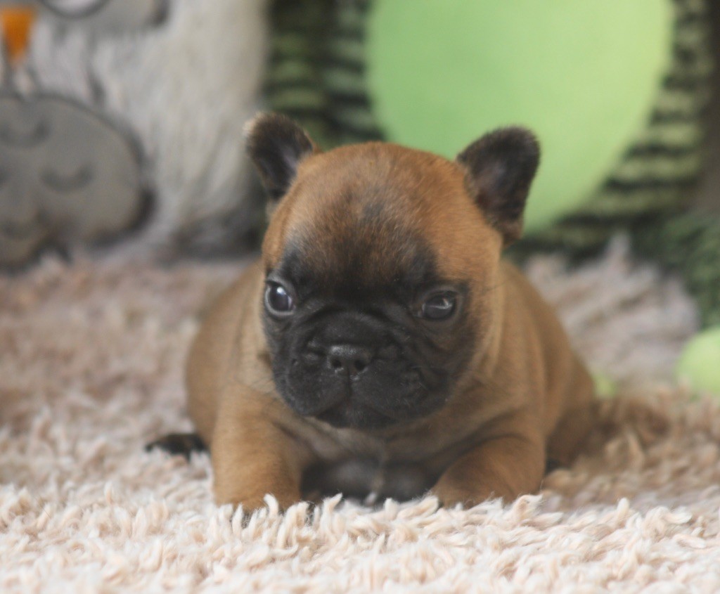 des bulls des hautes falaises - Chiot disponible  - Bouledogue français