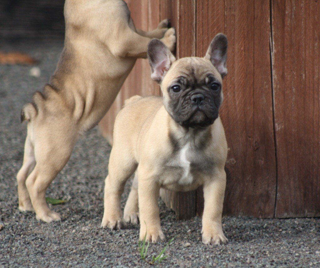 des bulls des hautes falaises - Chiot disponible  - Bouledogue français