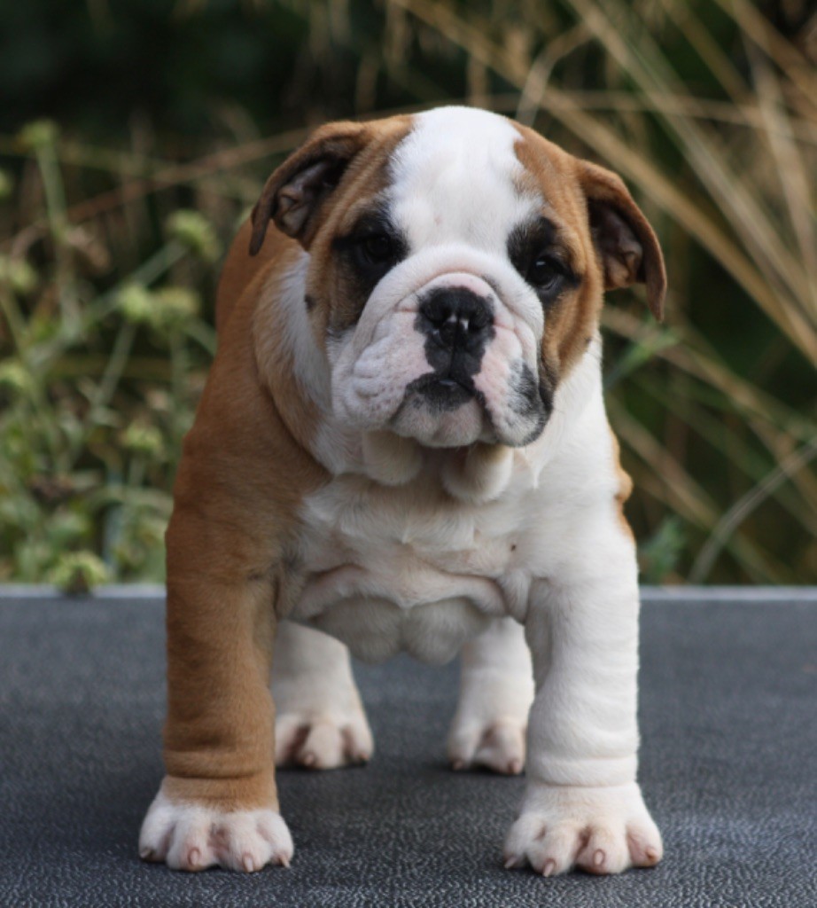 des bulls des hautes falaises - Chiot disponible  - Bulldog Anglais