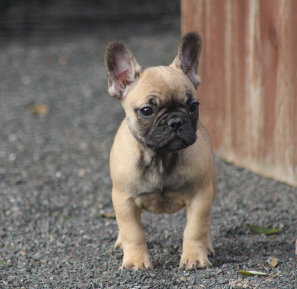 des bulls des hautes falaises - Chiot disponible  - Bouledogue français