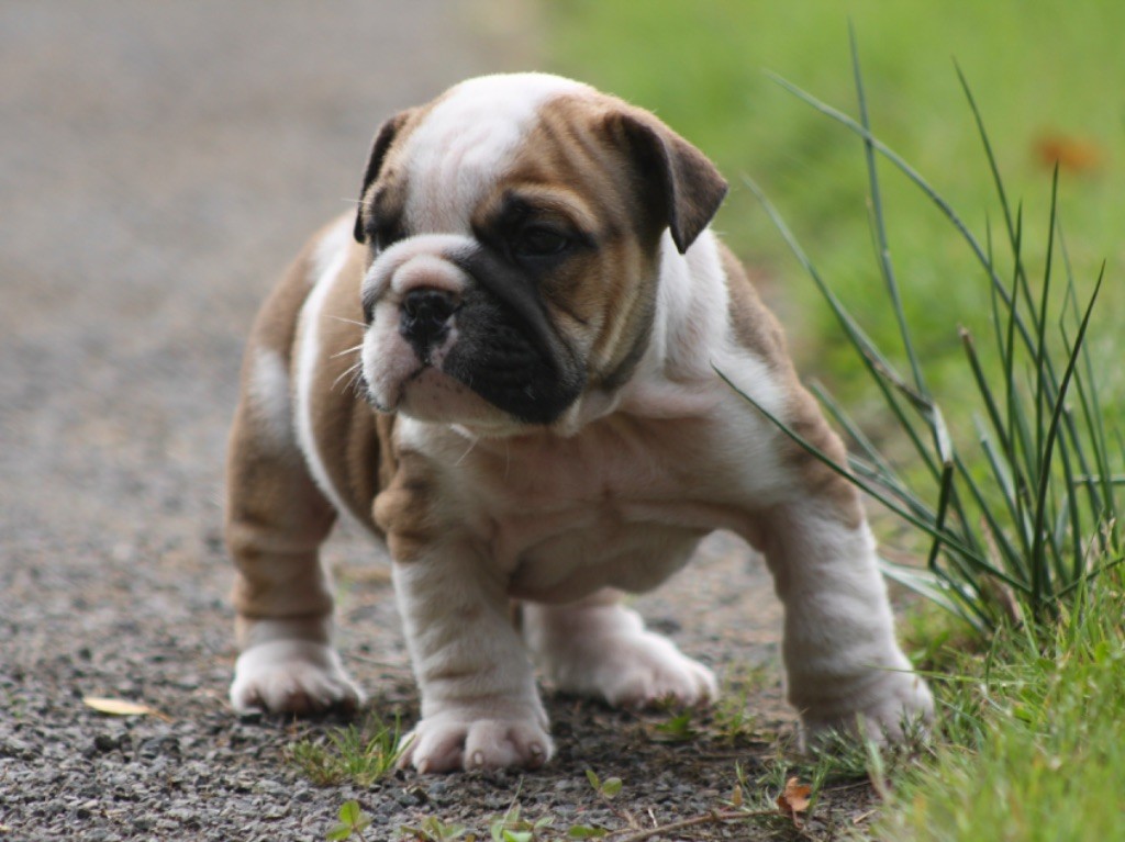 chiot Bulldog Anglais des bulls des hautes falaises