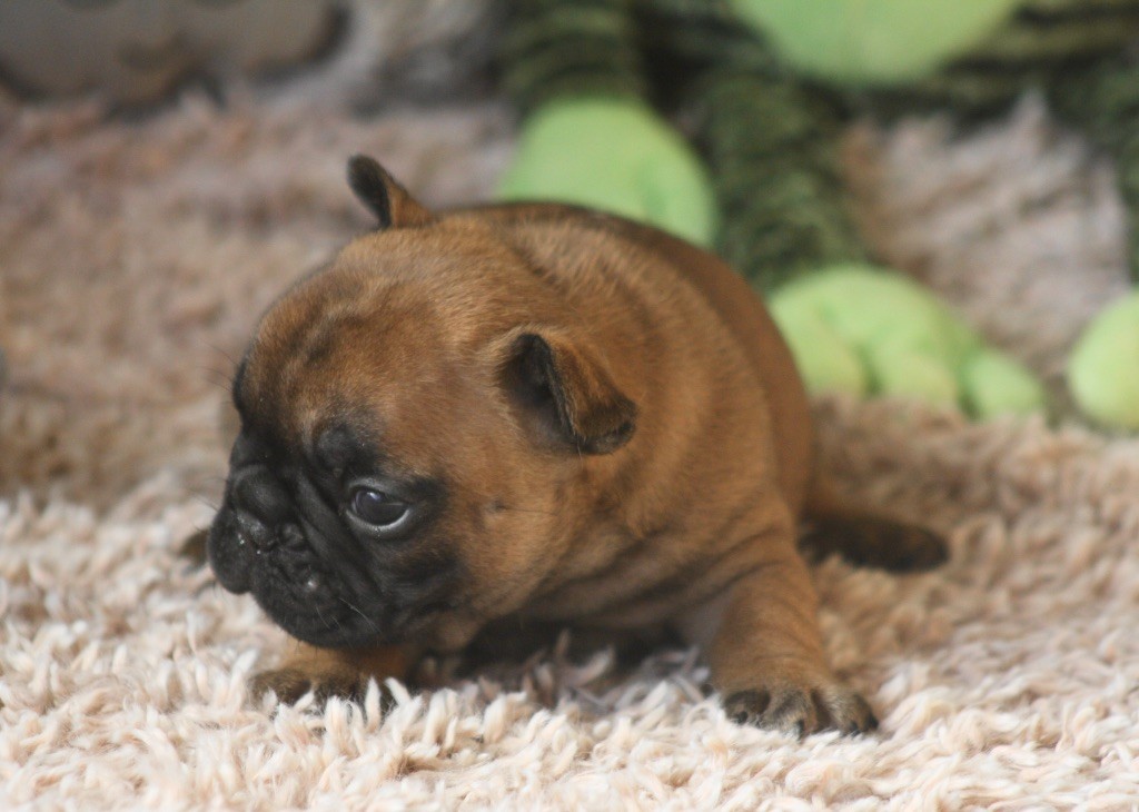 des bulls des hautes falaises - Chiot disponible  - Bouledogue français