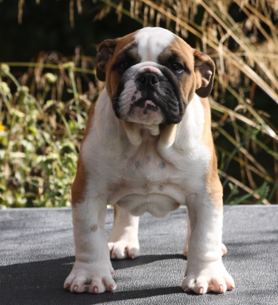 des bulls des hautes falaises - Chiot disponible  - Bulldog Anglais