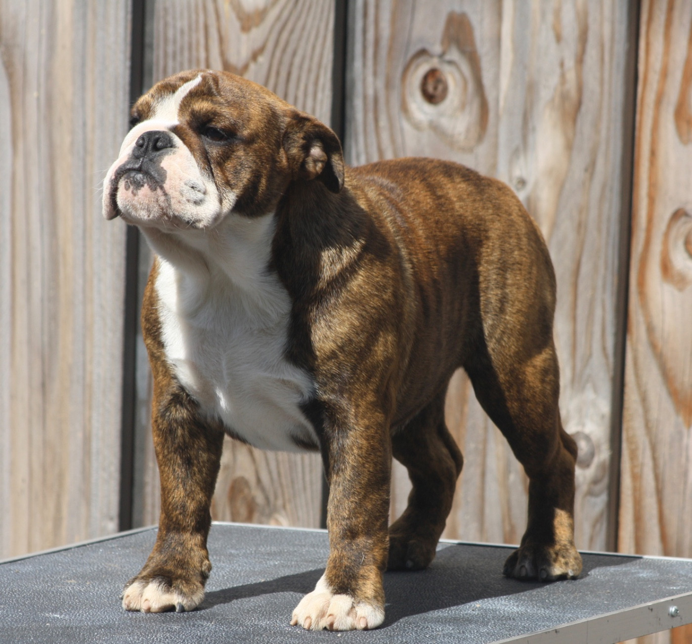 Utopia des bulls des hautes falaises