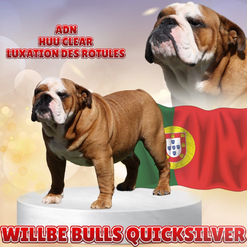 willbebulls Quicksilver