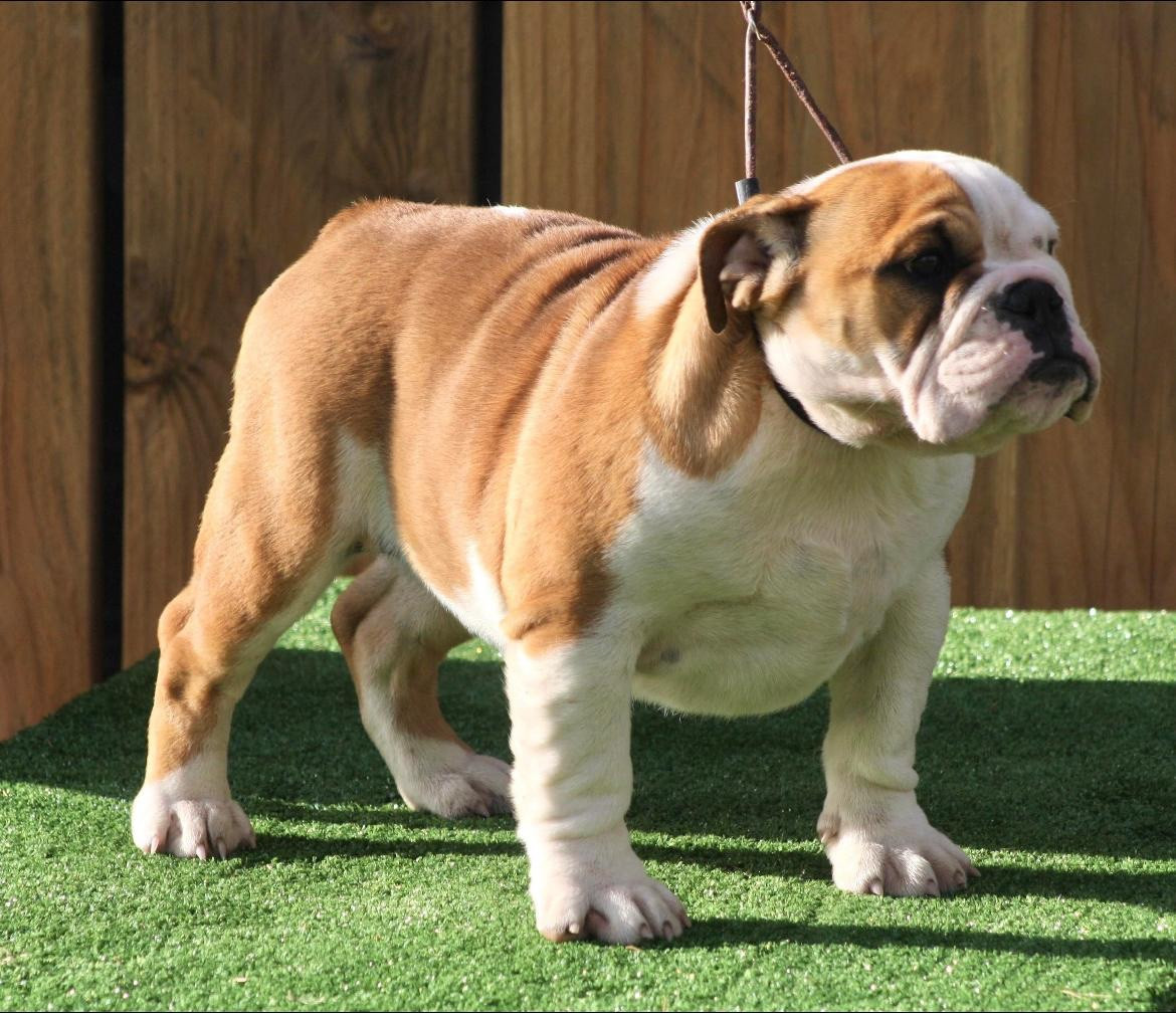 New Soul Star is born