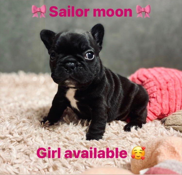 Sailor moon petite poupée disponible 