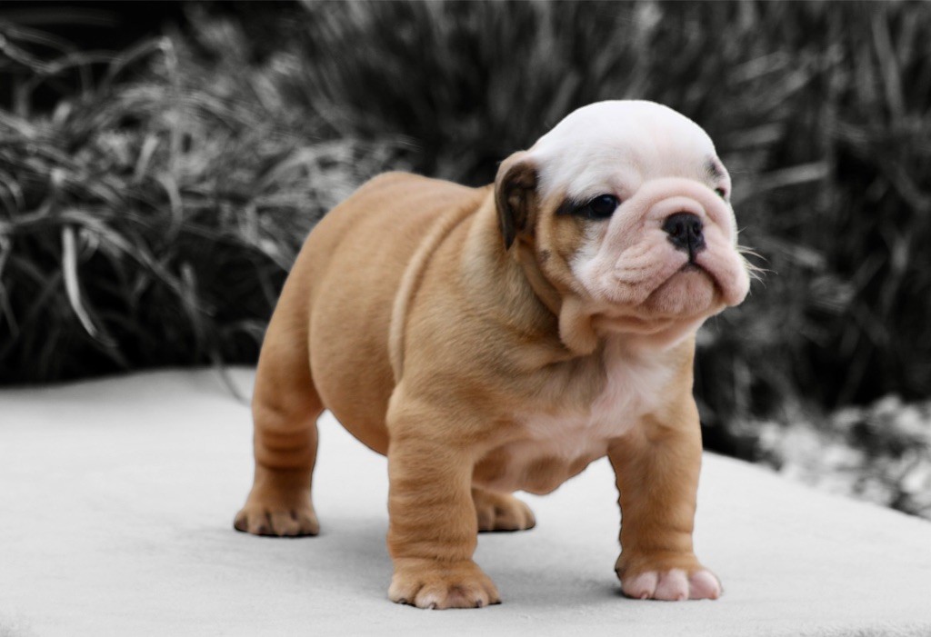 des bulls des hautes falaises - Chiots disponibles - Bulldog Anglais