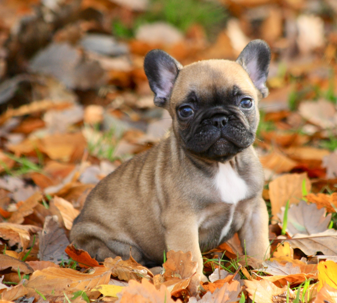 des bulls des hautes falaises - Chiots disponibles - Bouledogue français