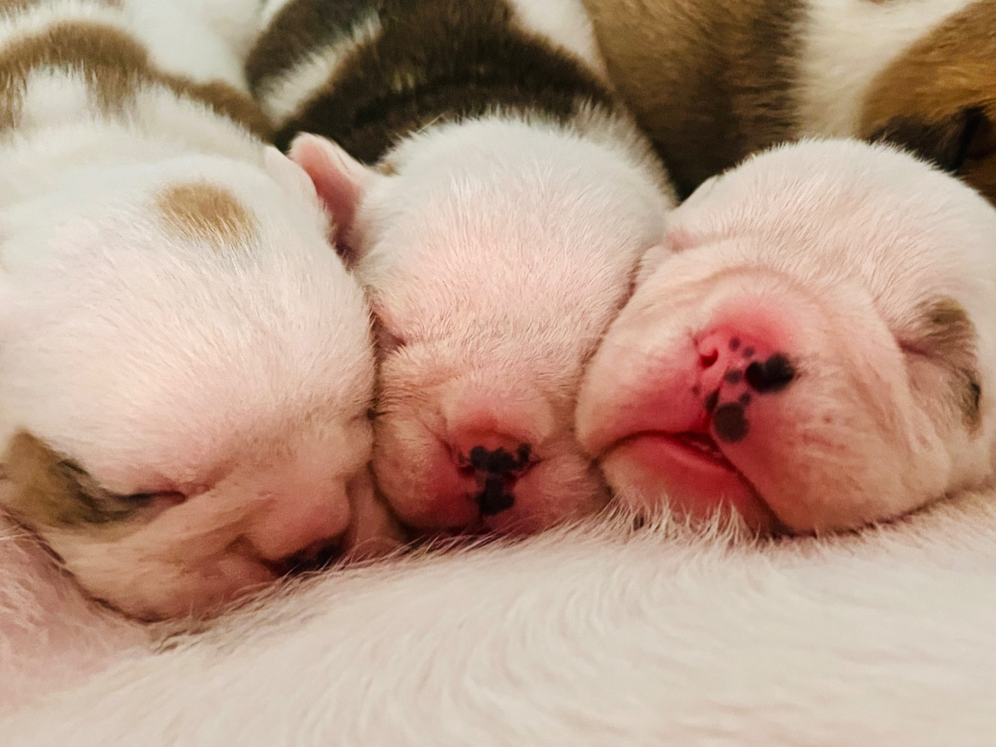 Chiot Bulldog Anglais des bulls des hautes falaises