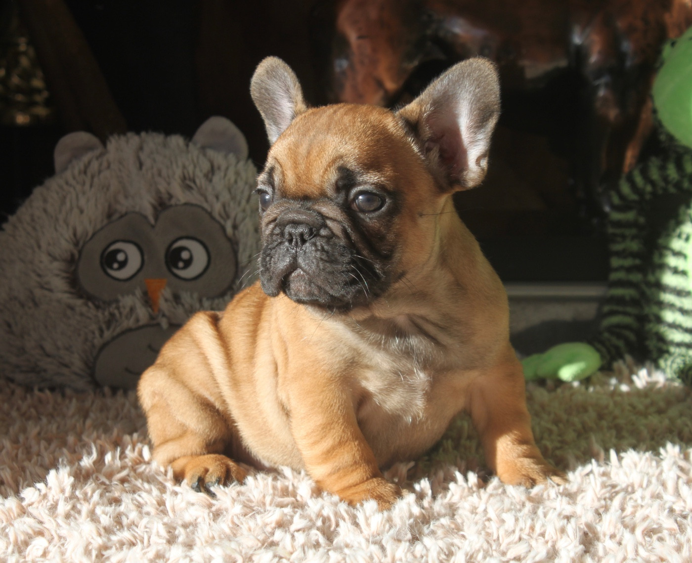 des bulls des hautes falaises - Chiots disponibles - Bouledogue français