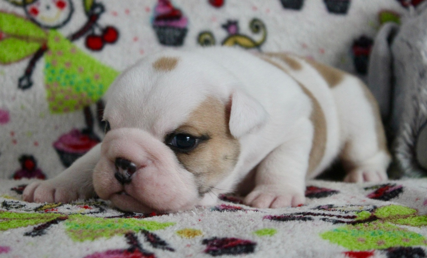 des bulls des hautes falaises - Chiots disponibles - Bulldog Anglais