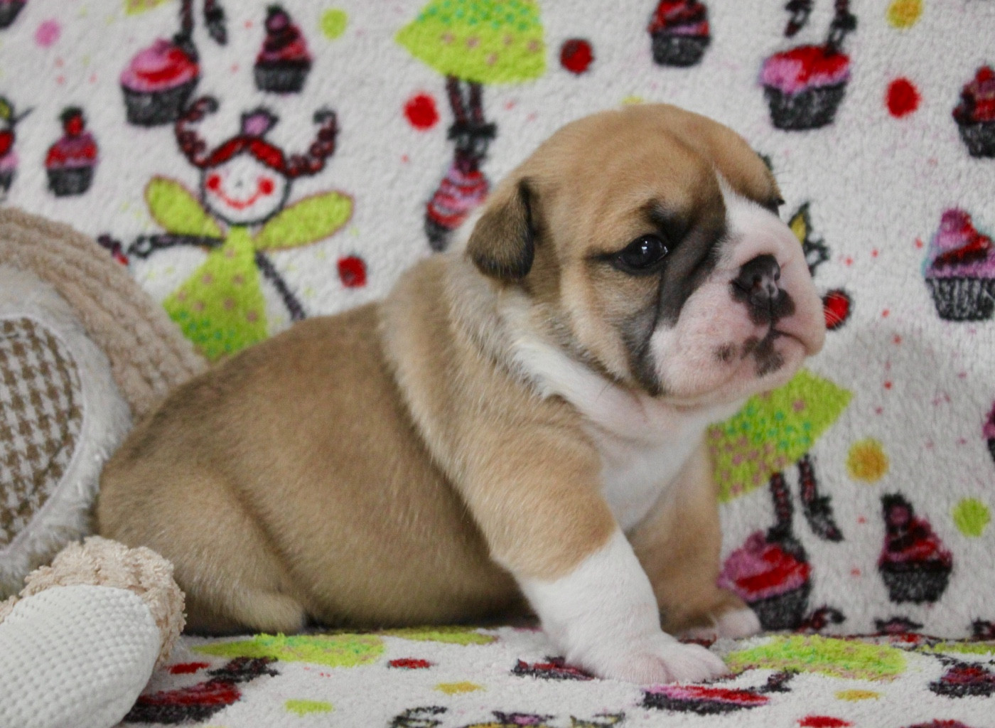 des bulls des hautes falaises - Chiots disponibles - Bulldog Anglais