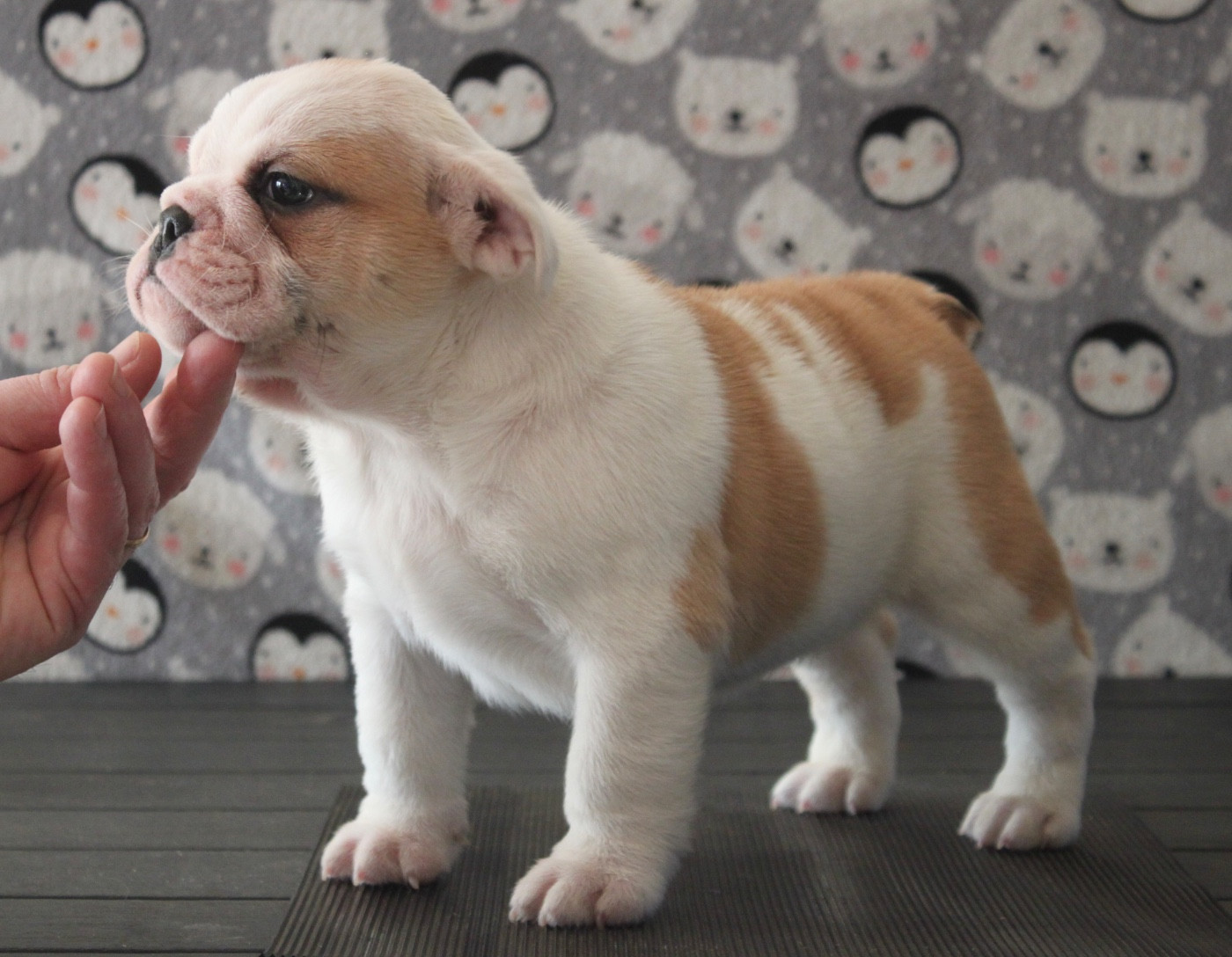 des bulls des hautes falaises - Chiots disponibles - Bulldog Anglais