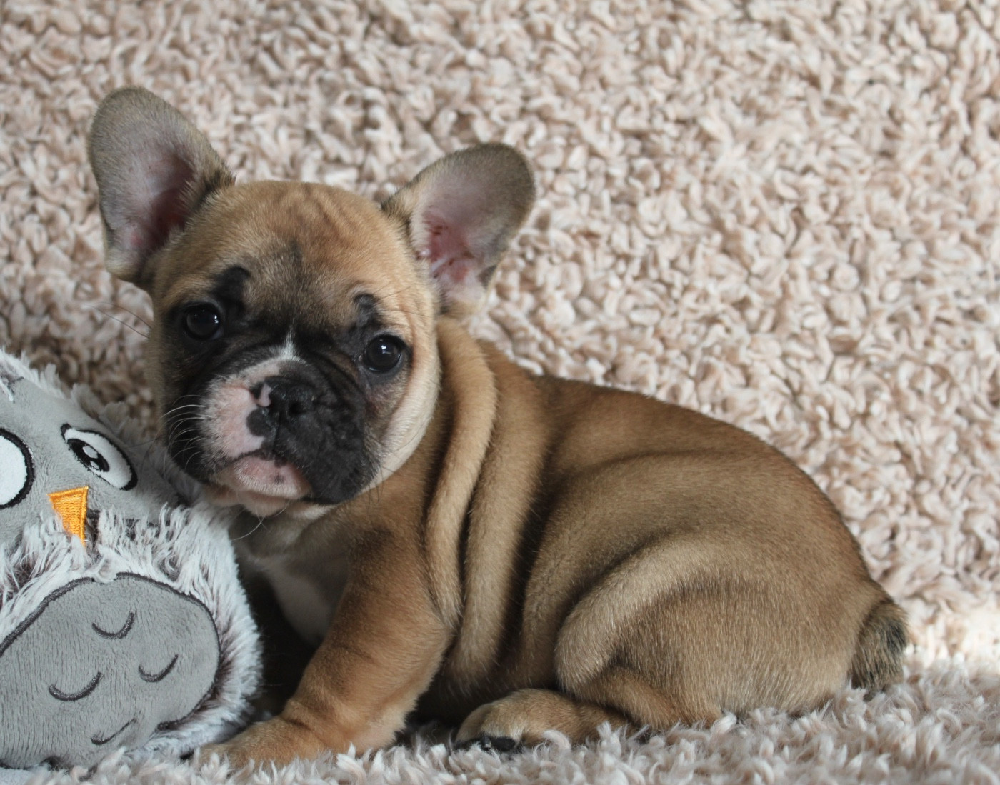 des bulls des hautes falaises - Chiots disponibles - Bouledogue français