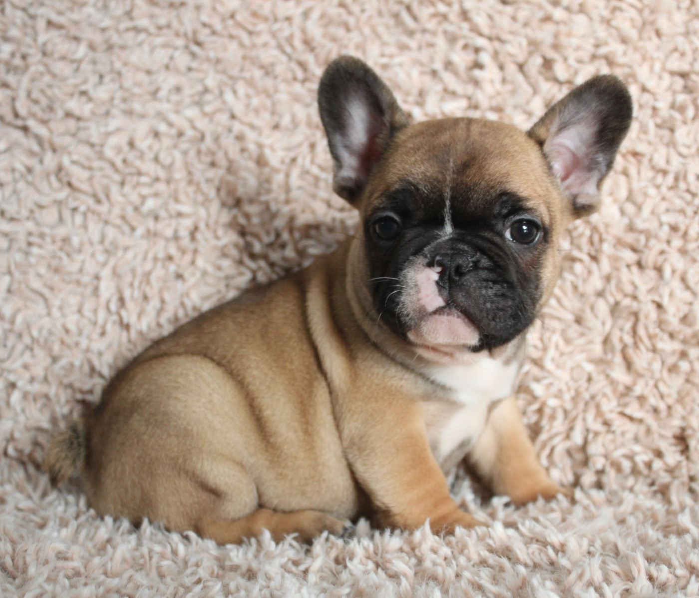 des bulls des hautes falaises - Chiots disponibles - Bouledogue français