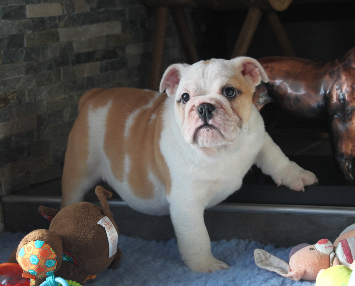 des bulls des hautes falaises - Chiots disponibles - Bulldog Anglais