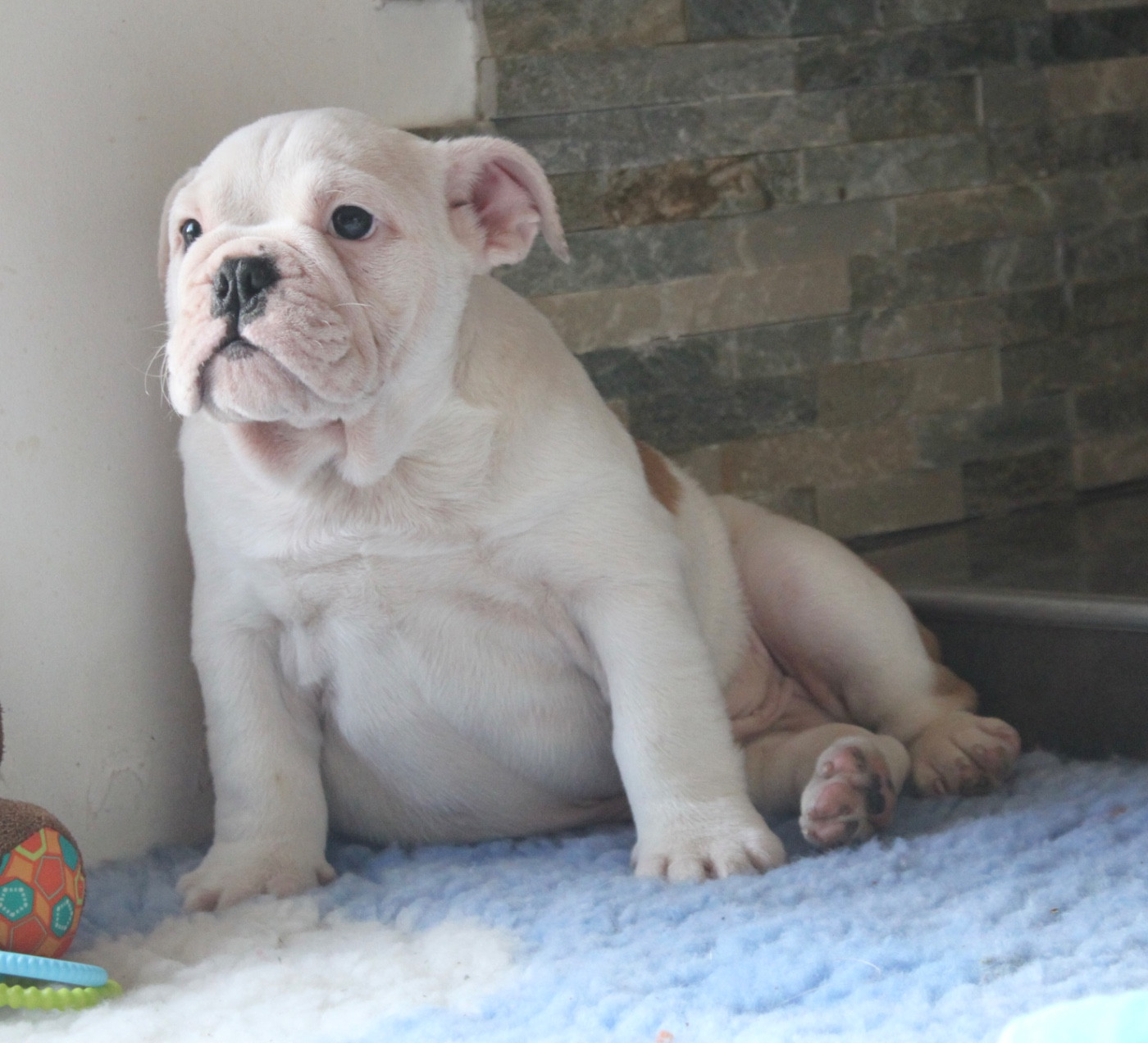 des bulls des hautes falaises - Chiots disponibles - Bulldog Anglais