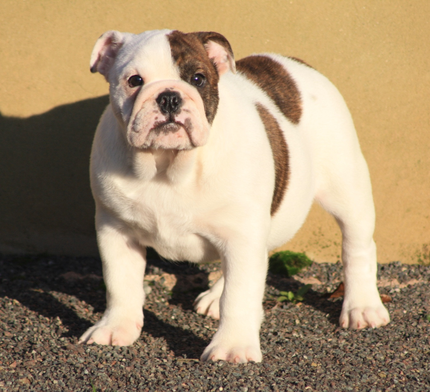 des bulls des hautes falaises - Chiots disponibles - Bulldog Anglais