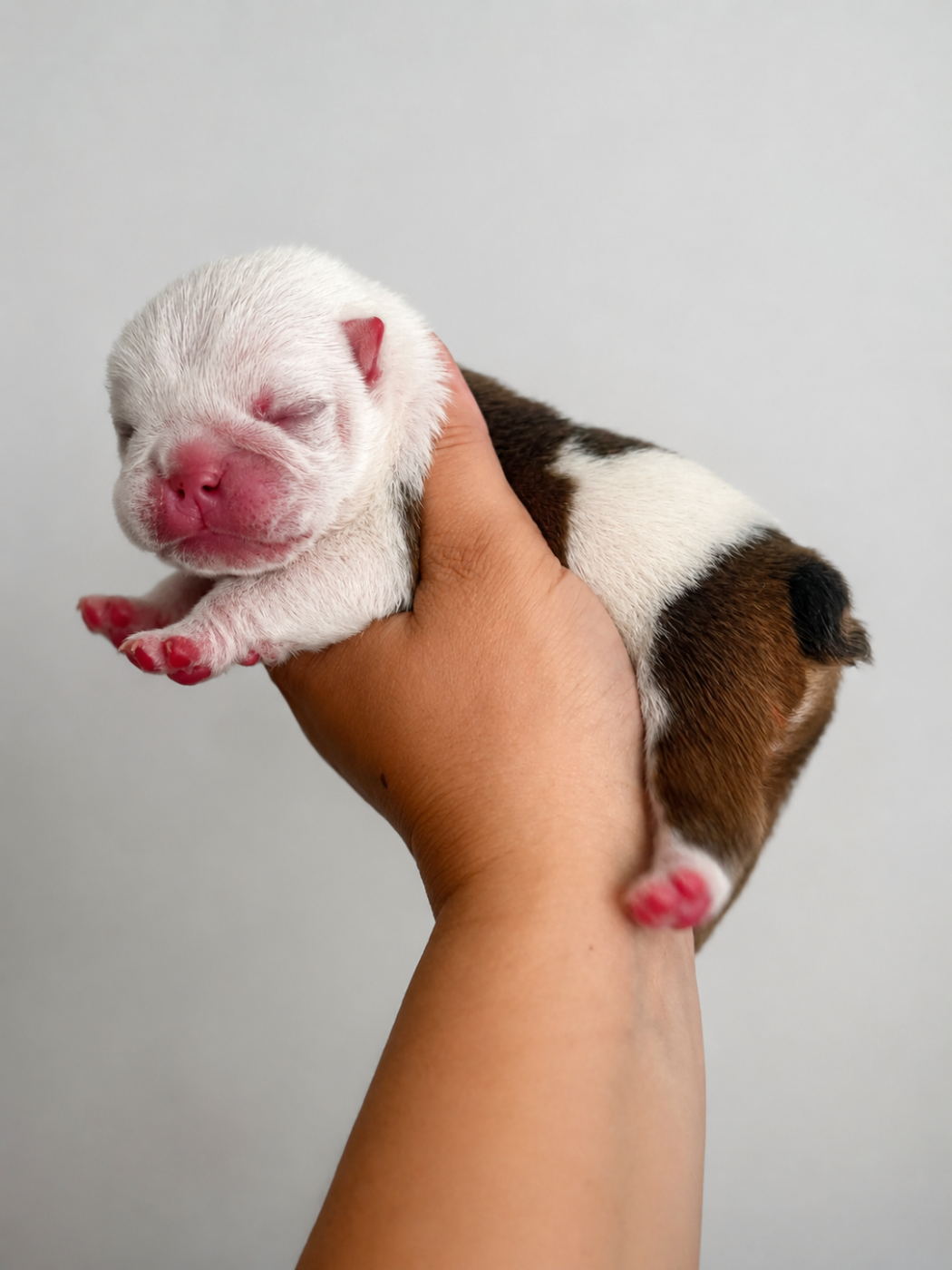 des bulls des hautes falaises - Chiots disponibles - Bulldog Anglais