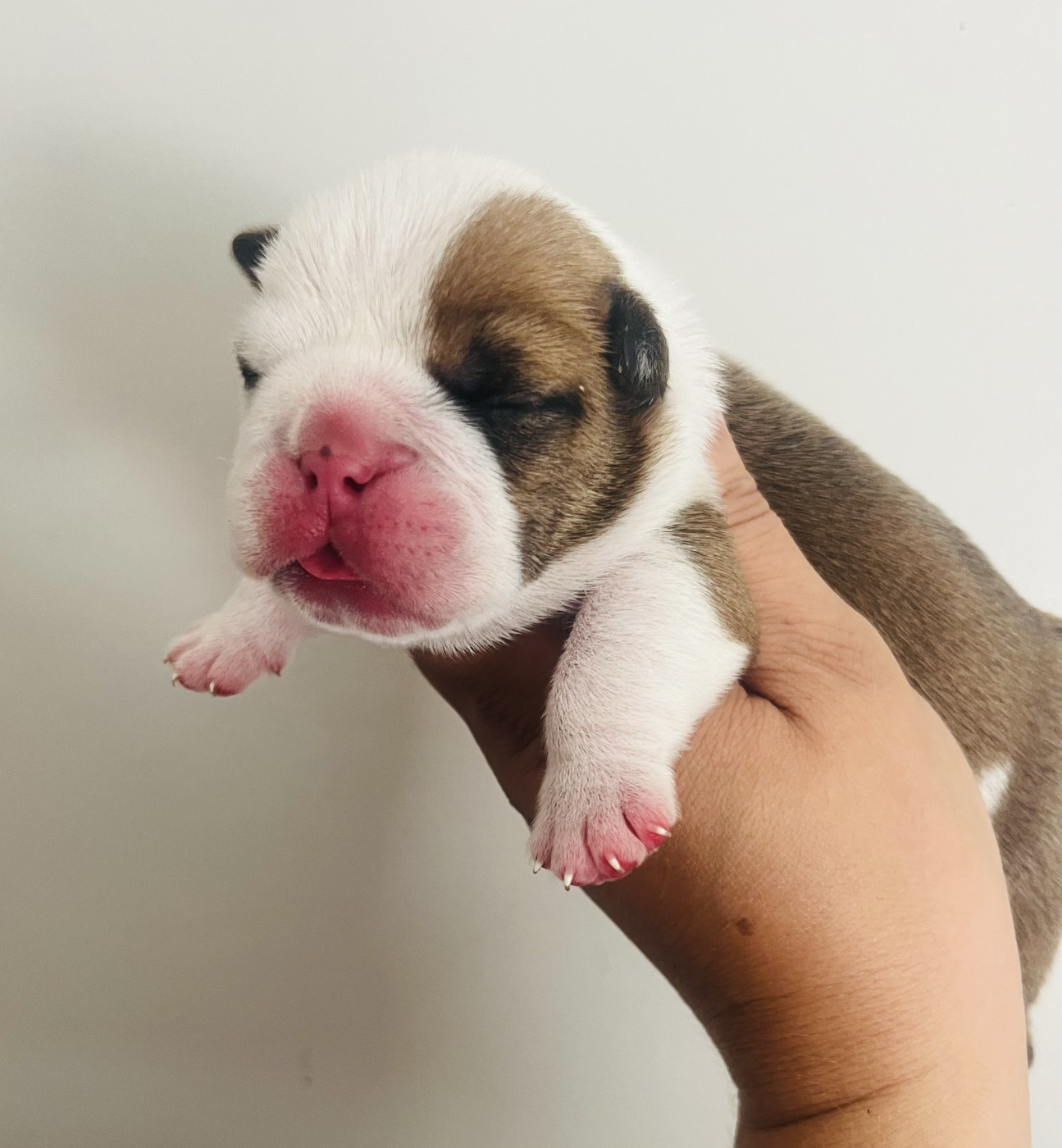 des bulls des hautes falaises - Chiots disponibles - Bulldog Anglais