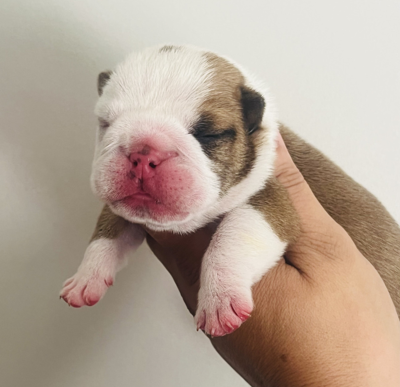 des bulls des hautes falaises - Chiots disponibles - Bulldog Anglais