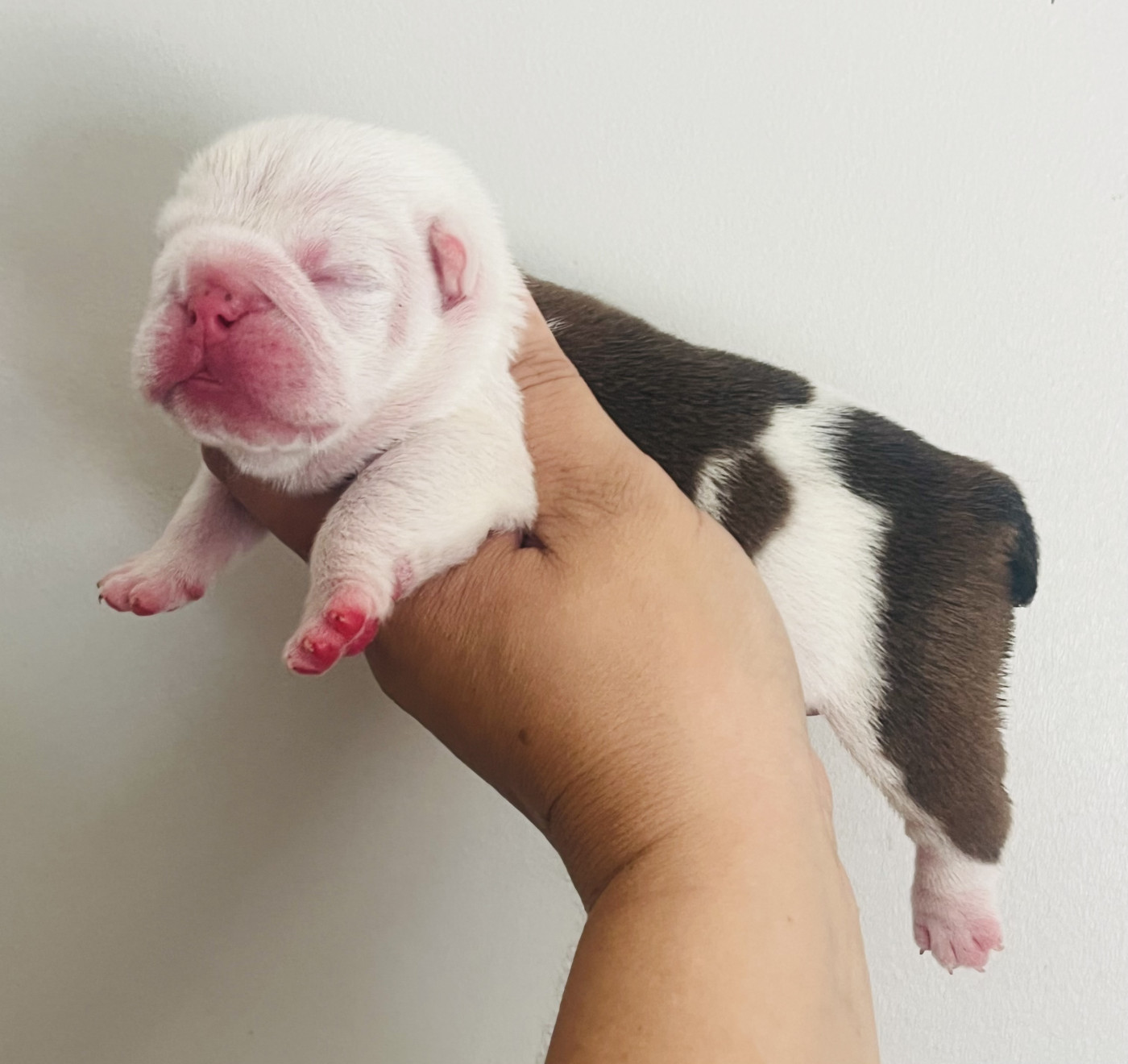 des bulls des hautes falaises - Chiots disponibles - Bulldog Anglais
