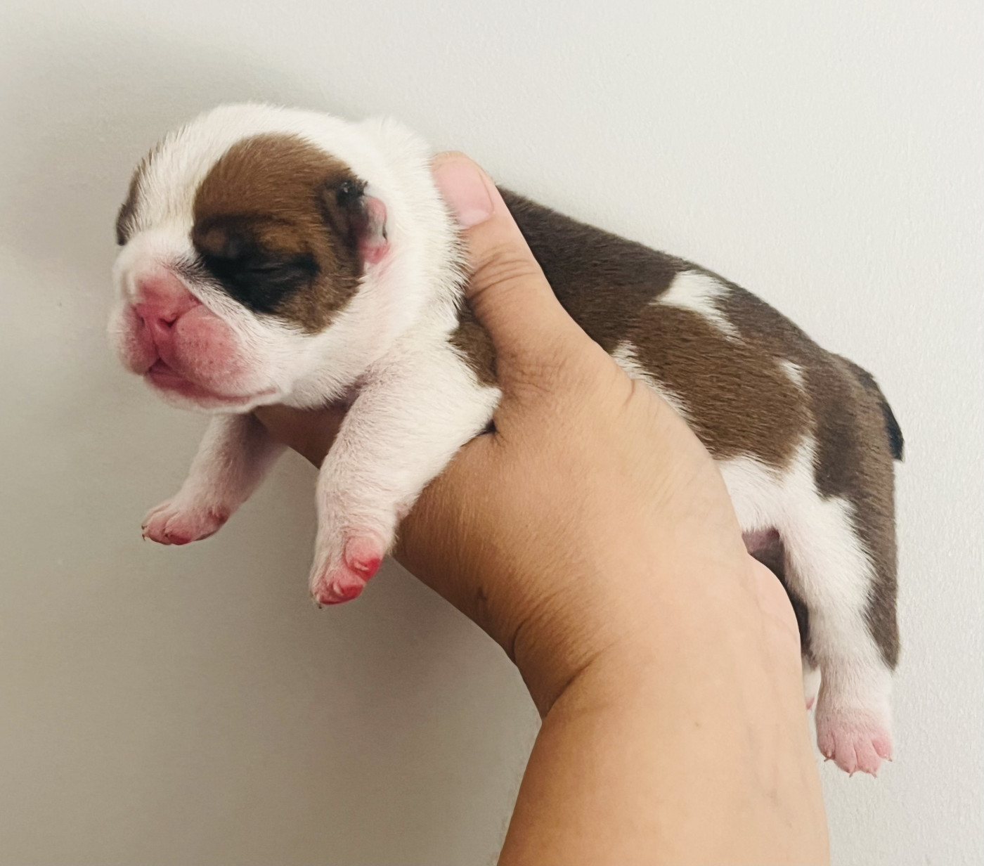 des bulls des hautes falaises - Chiots disponibles - Bulldog Anglais