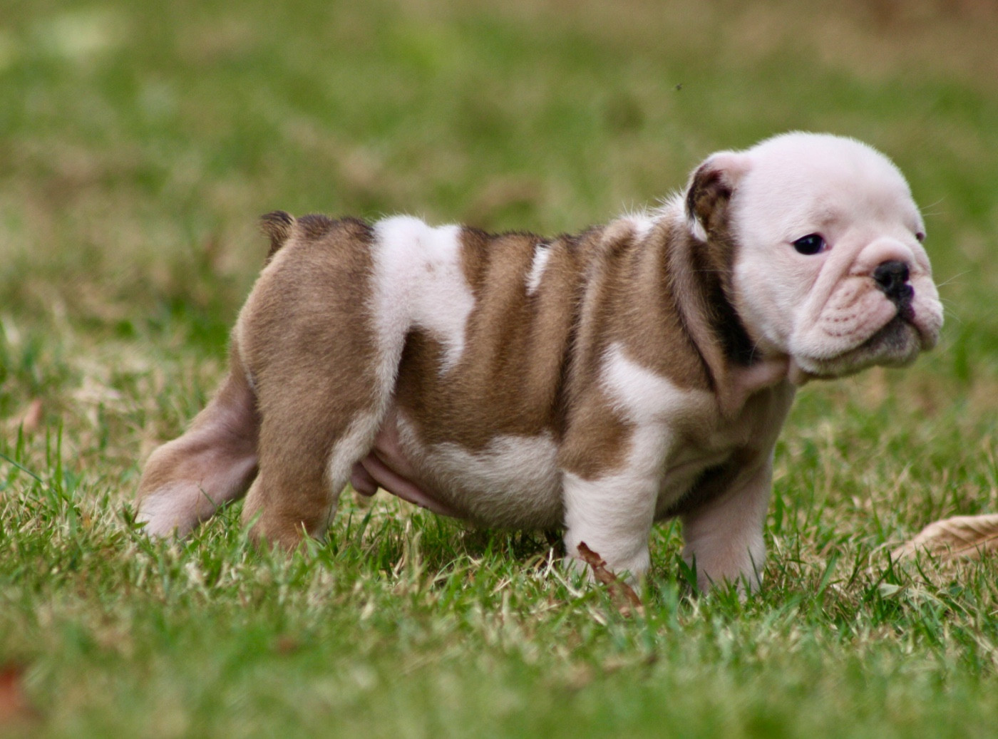 des bulls des hautes falaises - Chiots disponibles - Bulldog Anglais