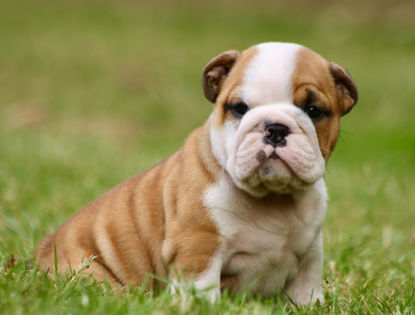des bulls des hautes falaises - Chiots disponibles - Bulldog Anglais