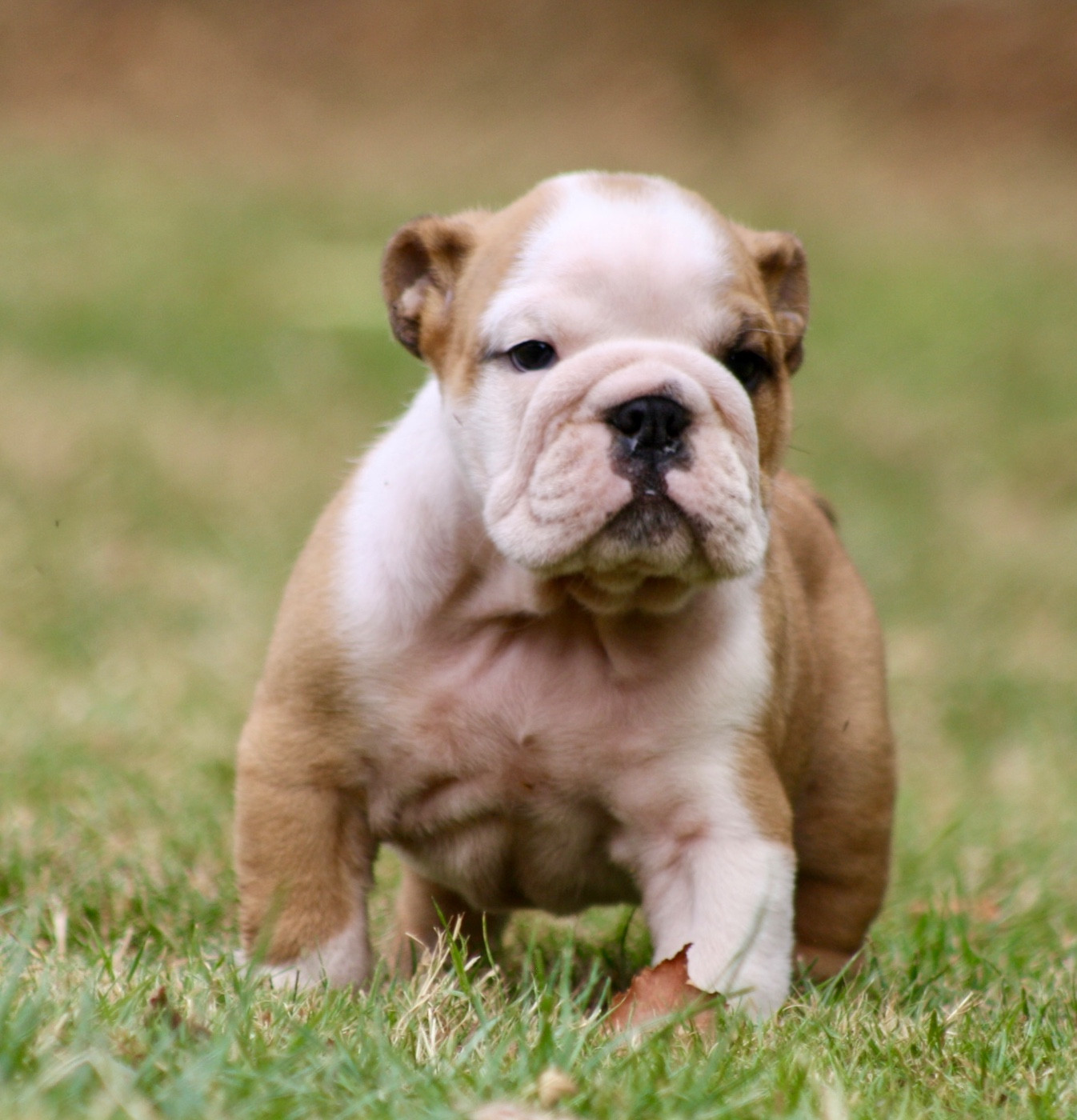des bulls des hautes falaises - Chiots disponibles - Bulldog Anglais