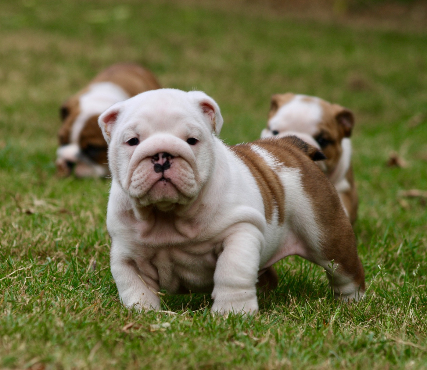 des bulls des hautes falaises - Chiots disponibles - Bulldog Anglais