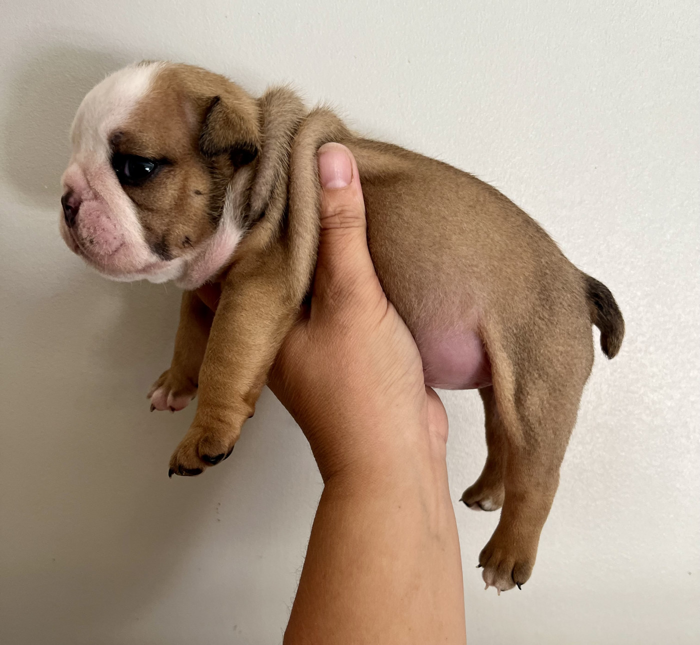 des bulls des hautes falaises - Chiots disponibles - Bulldog Anglais