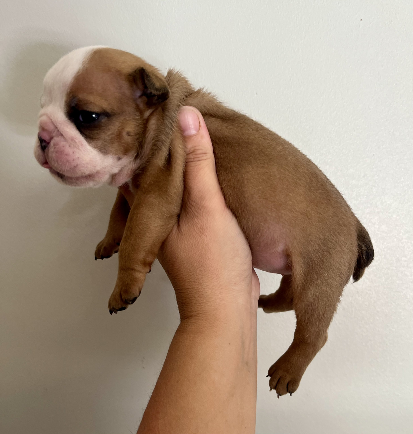 des bulls des hautes falaises - Chiots disponibles - Bulldog Anglais