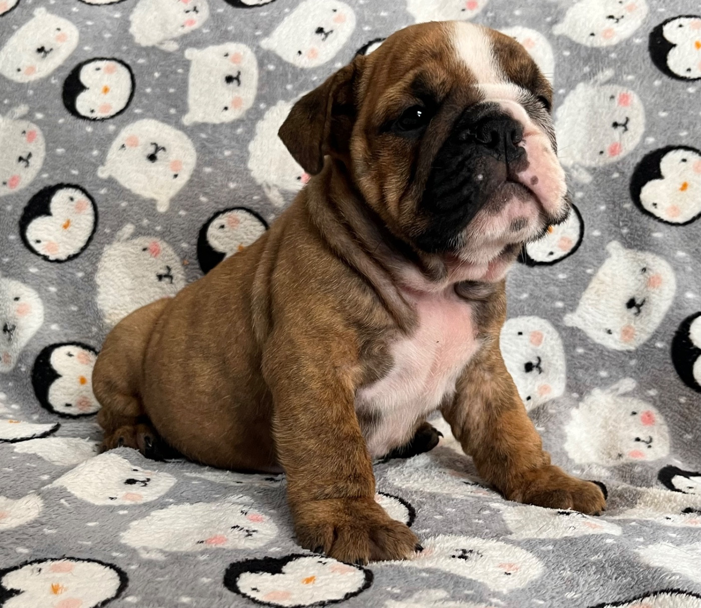 des bulls des hautes falaises - Chiots disponibles - Bulldog Anglais